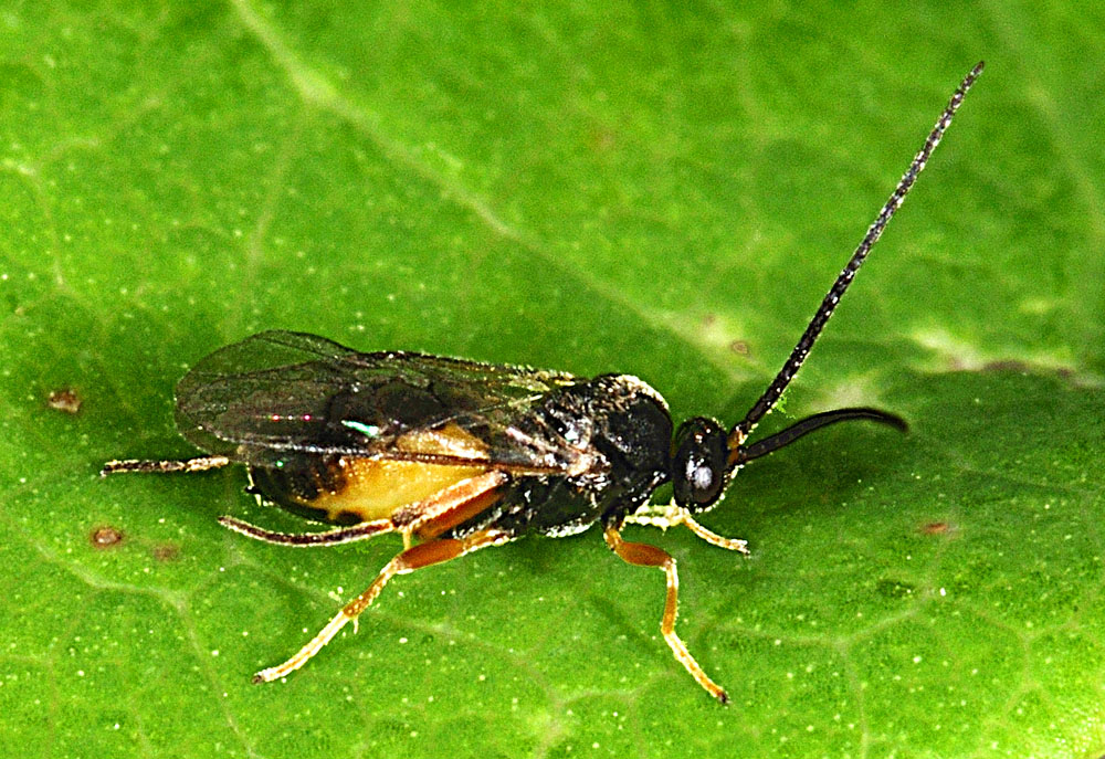 Braconidae uscito da un bozzolo su un bruco parassitato